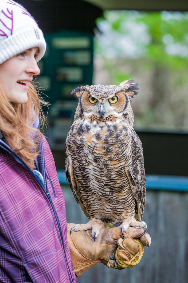 Don’t forget! Wild Ontario is here today and tomorrow from 11am-4pm! Come learn more about amazing birds of prey! 🦉
ow.ly/bJ3E50PTz5F