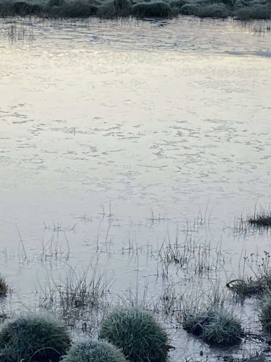 Ice on the small ponds this morning
