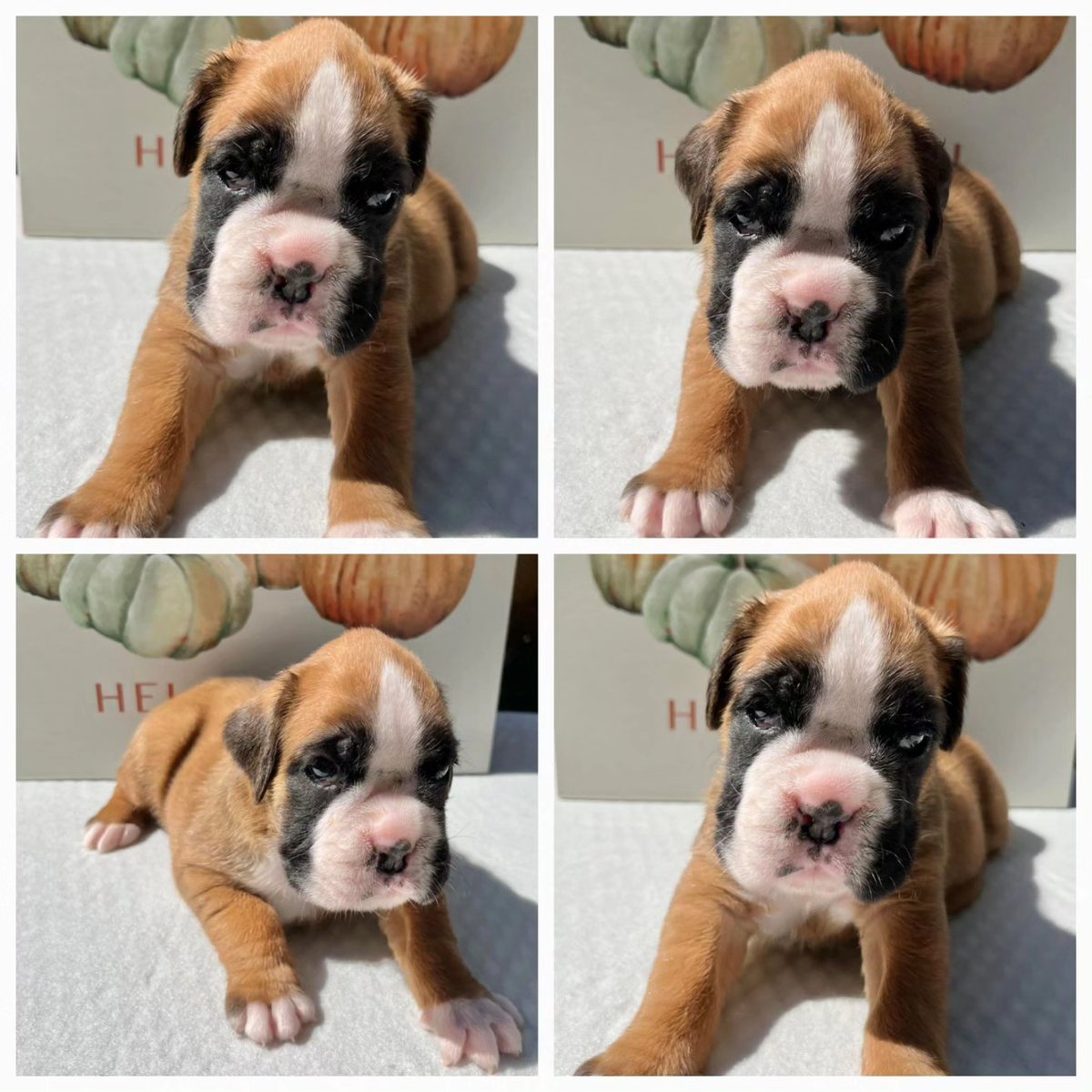 sandmanboxers's tweet photo. #sandmanboxers  #puppy #boxer #europeanboxer #dog #pet #ilovemyboxer #european #germany #germanboxer  #picoftheday
#boxersofinstagram
@sandmanboxers
https://t.co/q96MxIaObU https://t.co/KHbTOHrYZp