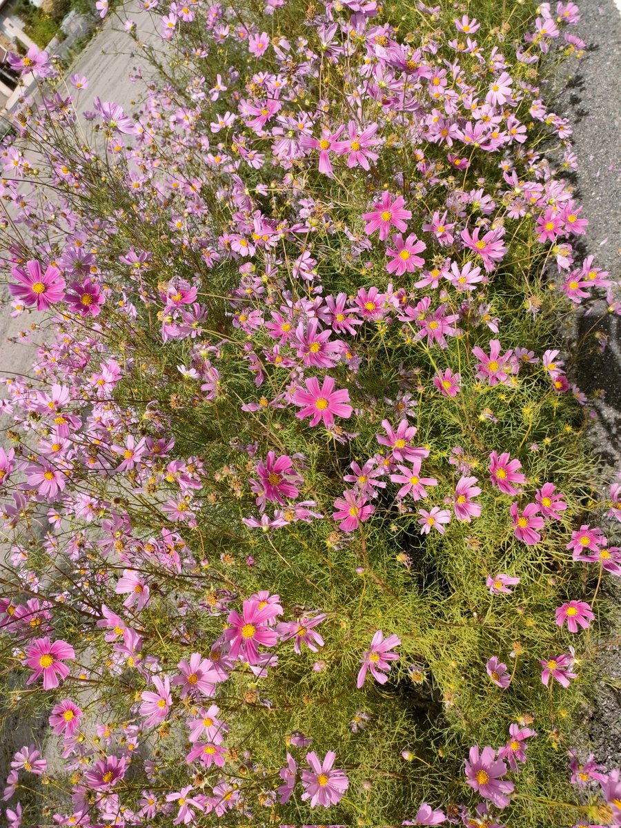 秋桜🌸が満開でした✨