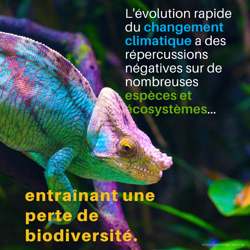 UNEP_Francais's tweet photo. Le changement climatique et la perte de biodiversité sont deux crises liées auxquelles il convient de s'attaquer en même temps.
La conservation, la gestion et la restauration des écosystèmes sont la clé du succès #PourLaNature.