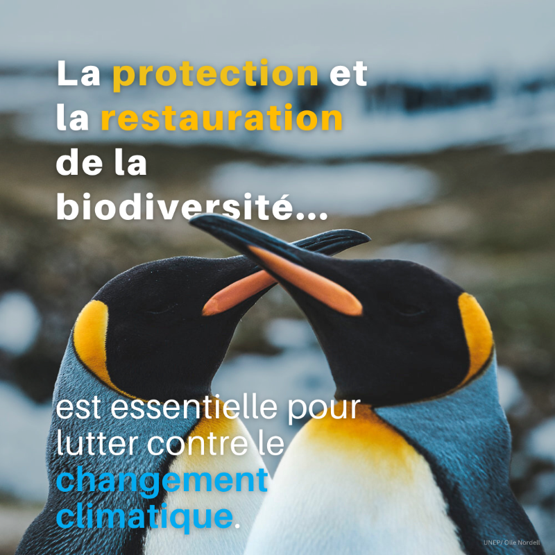 UNEP_Francais's tweet photo. Le changement climatique et la perte de biodiversité sont deux crises liées auxquelles il convient de s'attaquer en même temps.
La conservation, la gestion et la restauration des écosystèmes sont la clé du succès #PourLaNature.