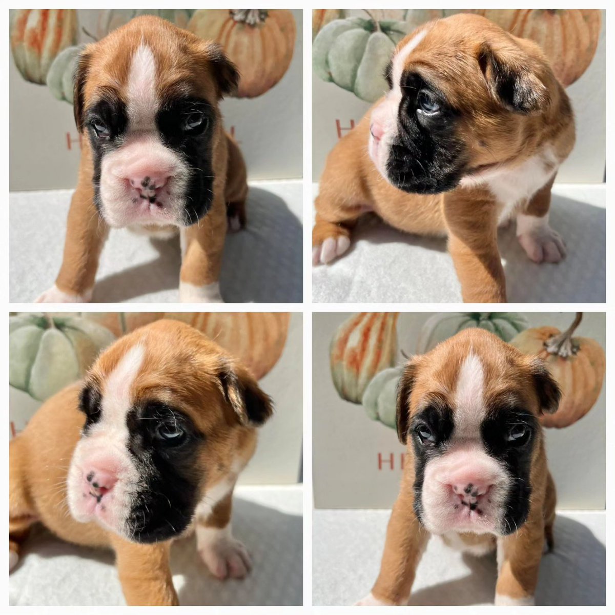 sandmanboxers's tweet photo. #sandmanboxers #boxerpuppies  #puppy #boxer #europeanboxer #dog #pet #ilovemyboxer #european #germany #germanboxer  #picoftheday
#boxersofinstagram
@sandmanboxers
https://t.co/q96MxIaObU https://t.co/ZDSGMtTPMr