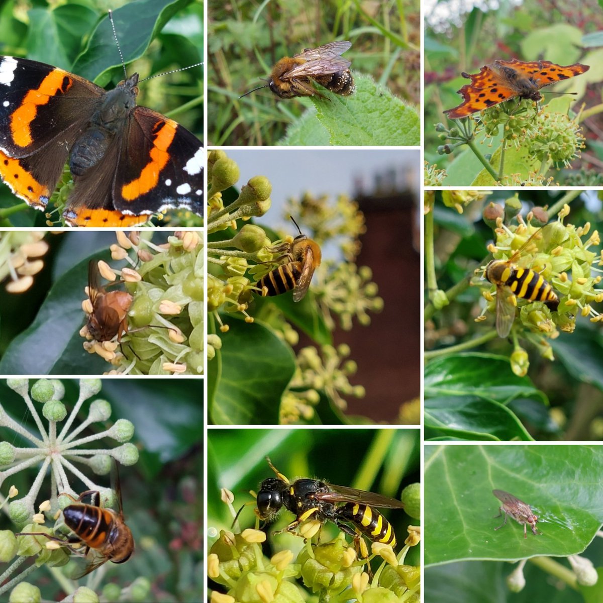 A rich diversity of autumn insects benefits from abundant ivy flowers. Red admirals are frequent, also comma, small white & no doubt some moths too. Hoverflies & houseflies, 100s of common wasp, Ichneumon, Ectemnius spp. & Field digger wasps, Ivy & buffish mining bees.