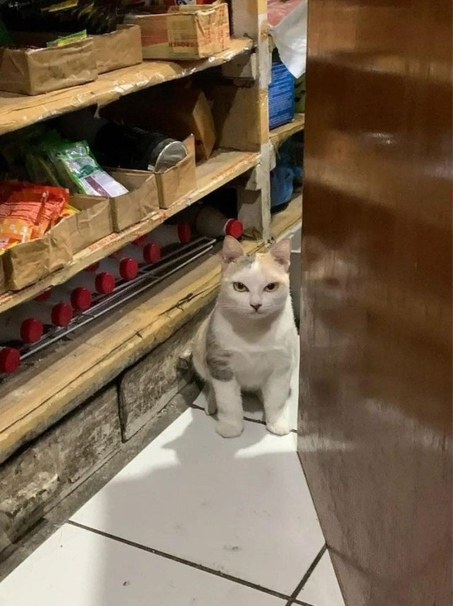 DontShowYourCat's tweet photo. oops, wrong door https://t.co/f3VLgx6MWl
