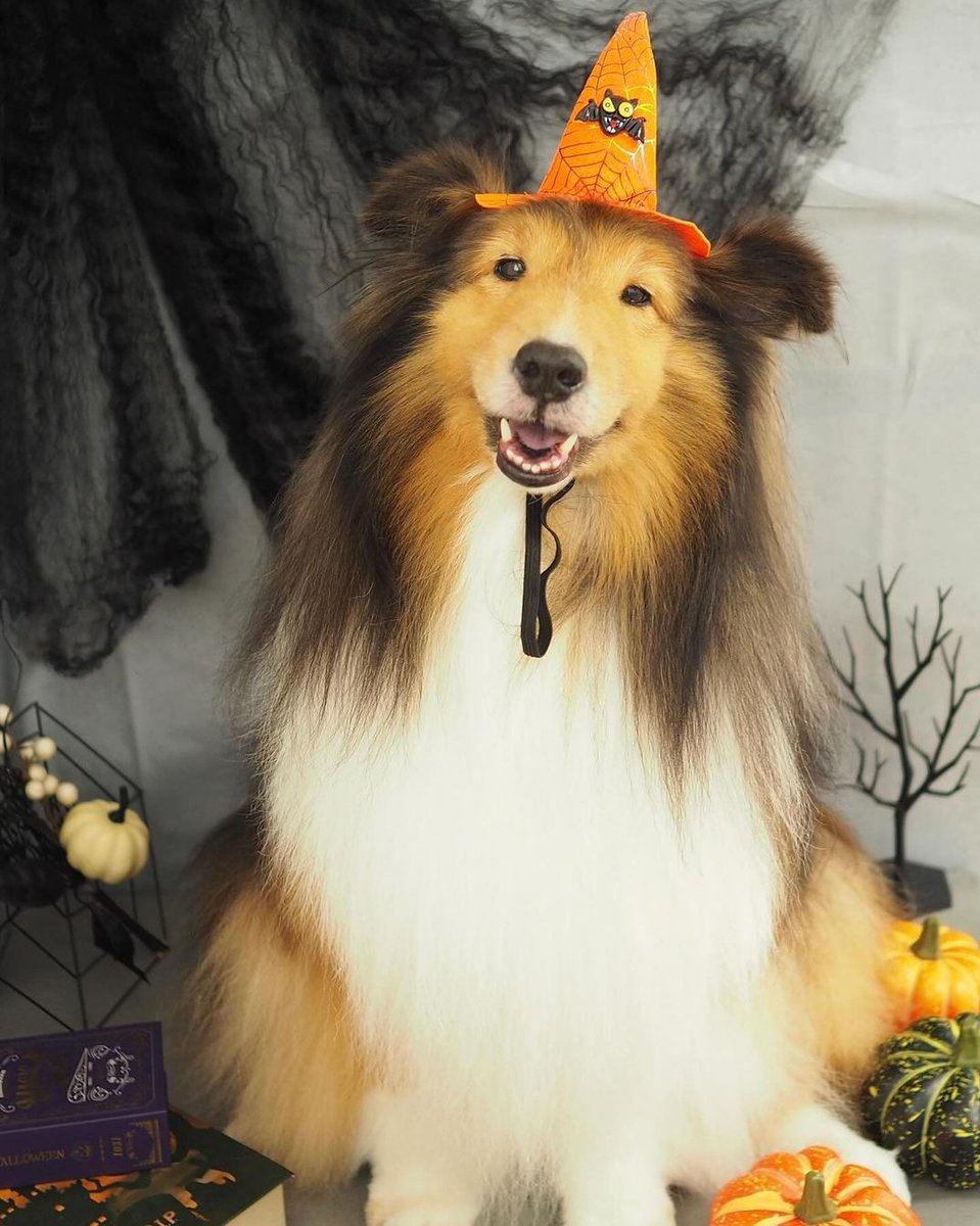 ウマウマくれないとイタズラしちゃうぞ🎃
#シェルティ