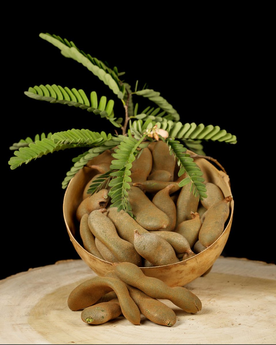 inst_humboldt's tweet photo. #LikeNatural | Un antiguo refrán dice por ahí que: "Quien planta tamarindos, no cosecha tamarindos"... éste árbol es de crecimiento lento y puede tardar añooooos para dar frutos por primera vez. 🧵(1/2) https://t.co/hBNFiu5HME