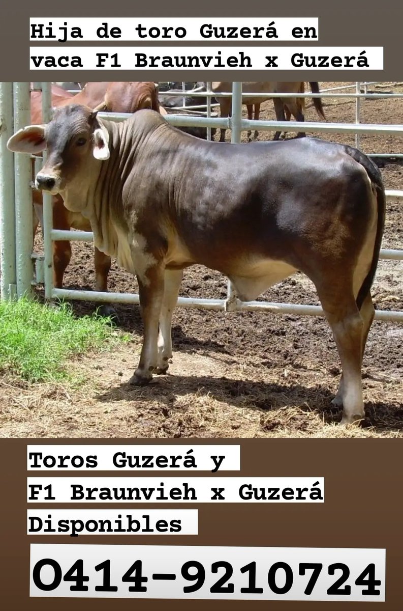 DISPONIBLES TORETES PUROS GUZERA Y F1 GUZERA x PARDO.   

LA MEJOR OPCIÓN PARA PRODUCIR HEMBRAS LECHERAS Y TOROS PESADOS.  

Criamos ganado Guzerá DOBLE PROPÓSITO desde 1973.  Tel: 0414-9210724 
Instagram: @ganadof1