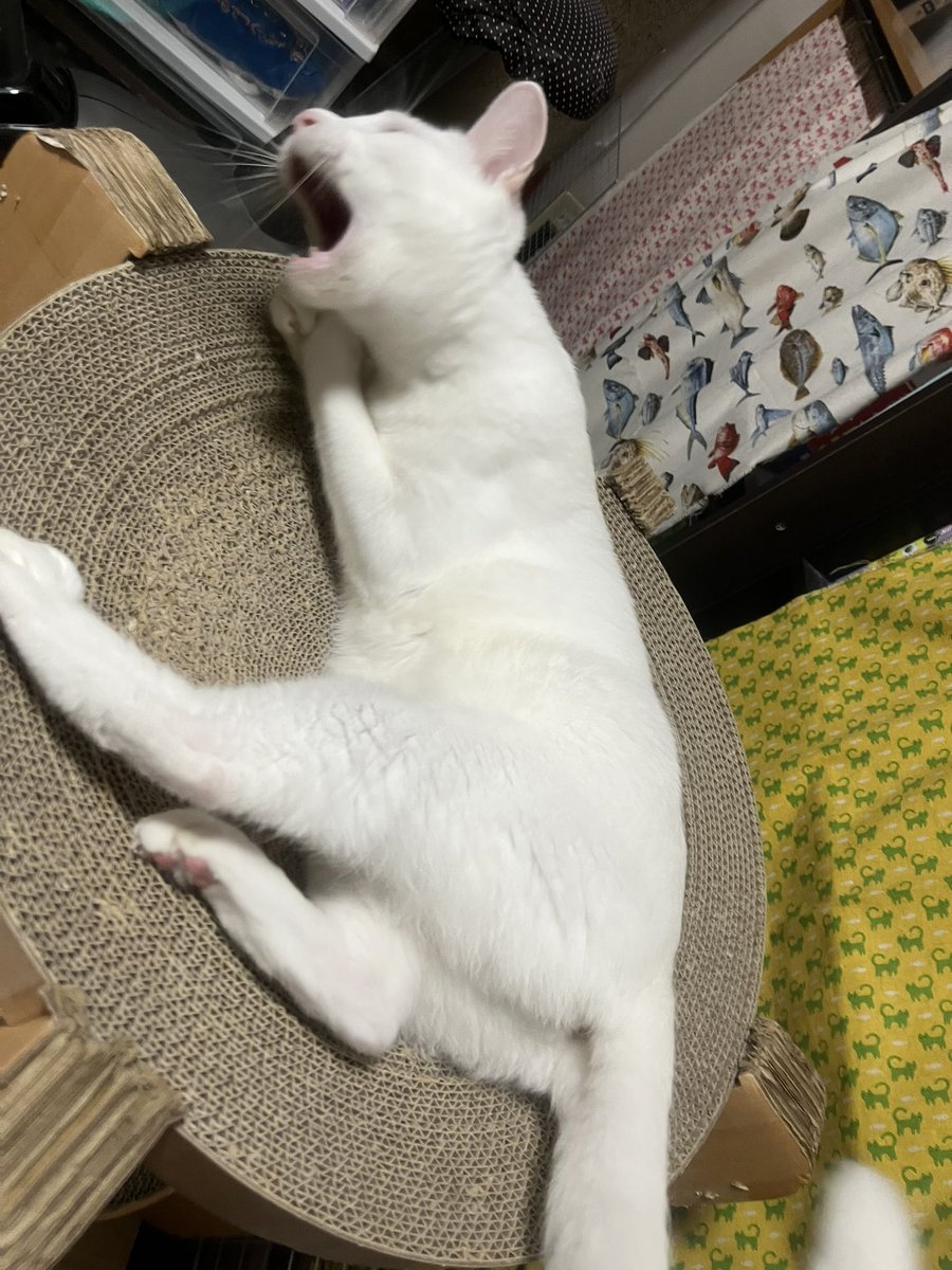 おもちゃで遊ぶさくらを連写！
#白猫 #猫のいる生活