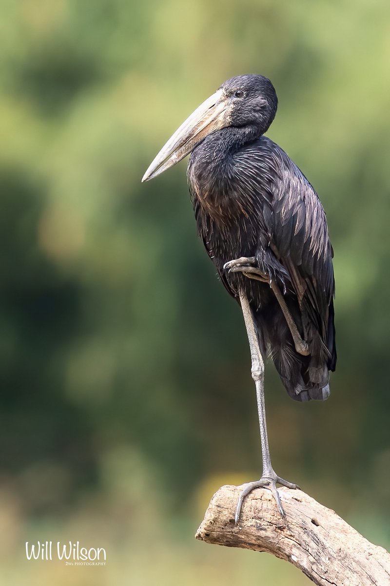 2wsphotography's tweet photo. A well balanced African Open-billed. Photographed @UmusambiV in #Kigali  #Rwanda #BirdsSeenIn2023 https://t.co/amhzbtjCKz