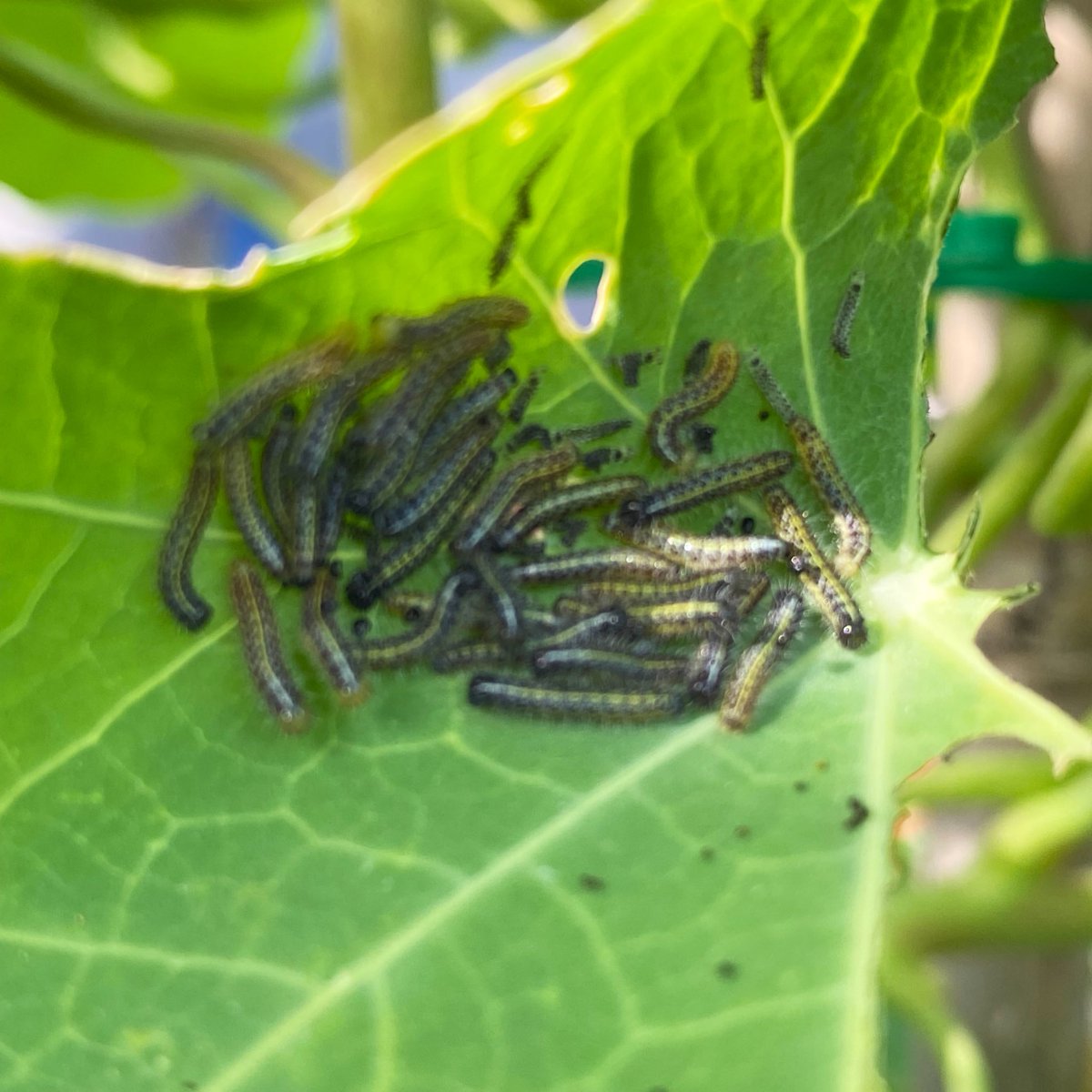 Wat je tegenkomt in je tuin.. 

Eerste reactie: Ieks, wat vies!
1 seconde later: Wauw, een nestje vlinders!