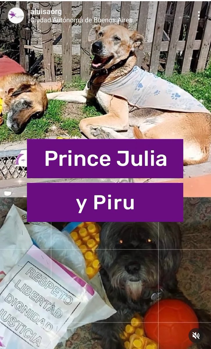 Nuestros cuerpitos duelen por la edad y el abandono, pero tenemos cerca una #empresaresponsable que se llama @laboratoriojohnmartin quienes junto a #aluisa nos dan una mano para pasarla mejor💜
Con nuestro programa de apoyo a refugios ayudamos a animales que mas lo necesitan♡