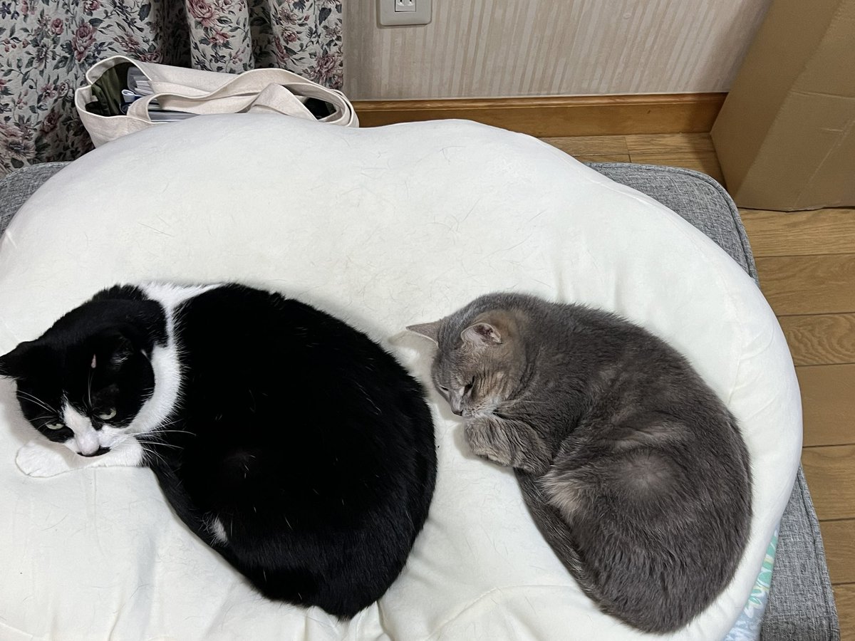 maimai_naruto's tweet photo. ๅใๆ ผๅฅฝใใใใโค๏ธ
#็ซใ#cat #2cats #blackwhitecat #้ป็ฝ็ซใ#ใใคใชใฅใผใใใผใใฃใทใงใซใ#็ซใฎใใๆฎใใ https://t.co/qtsfboj6Y9