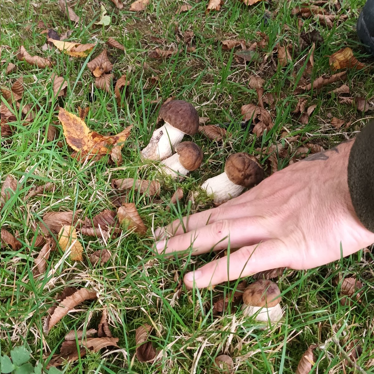 Jilly Dougan (@jillydougan) on Twitter photo What a fab day we had <a href="/finnewoods/">Finnebrogue Woods</a> today, mushroom foraging with Rob - this man knows his fungi (edible & medicinal) and loads more besides!! <a href="/yellowdoorchef/">Simon Dougan</a> & I learned a lot and had a delish lunch....a great day out ๐ฅฐ What a fab day we had <a href="/finnewoods/">Finnebrogue Woods</a> today, mushroom foraging with Rob - this man knows his fungi (edible & medicinal) and loads more besides!! <a href="/yellowdoorchef/">Simon Dougan</a> & I learned a lot and had a delish lunch....a great day out ๐ฅฐ