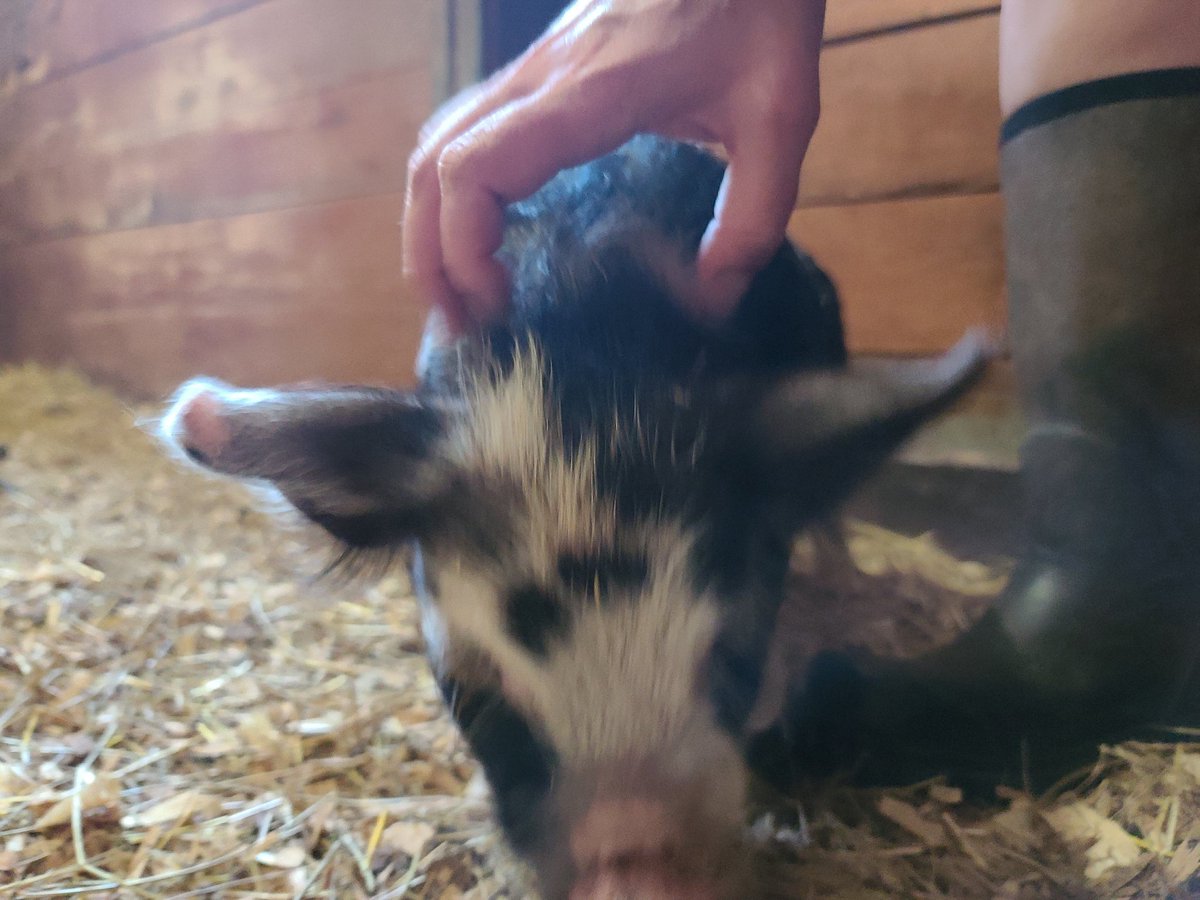 Ukraine Memes for NATO Teens tweet media