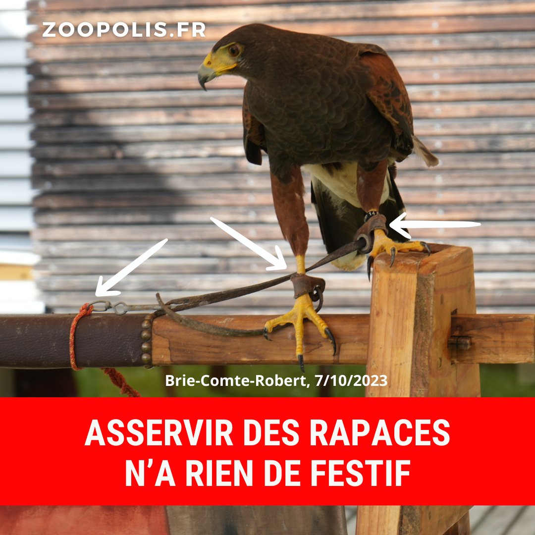 paz_zoopolis's tweet photo. 😥Dans les fêtes médiévales, les rapaces sont attachés par les pattes toute la journée. Certains tentent de s'envoler désespérément.🦅🦉

🤔Ne soyons pas dupes des beaux discours rassurants que nous servent les fauconniers.

✊Notre campagne : 
https://t.co/zRooMthcH3 https://t.co/j2GSlbexZO