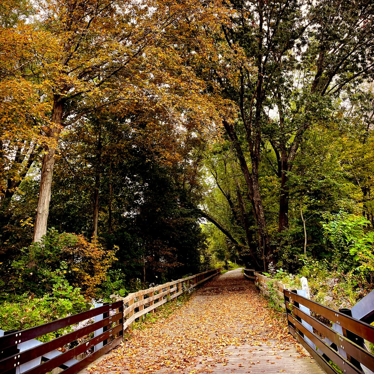 “Fall, leaves, fall; die, flowers, away;
Lengthen night and shorten day;
Every leaf speaks bliss to me
Fluttering from the autumn tree.”
-#EmilyBrontë

#fallleavesfall #autumncolors #womenwriters #victorianpoetry #october #fallcolors #concordma #brontësisters #AutumnVibes