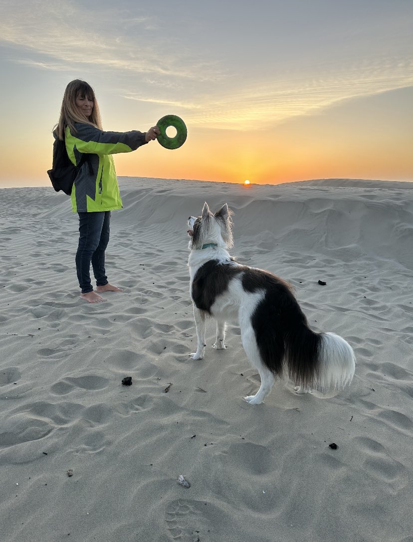 BordercollieBodi tweet media