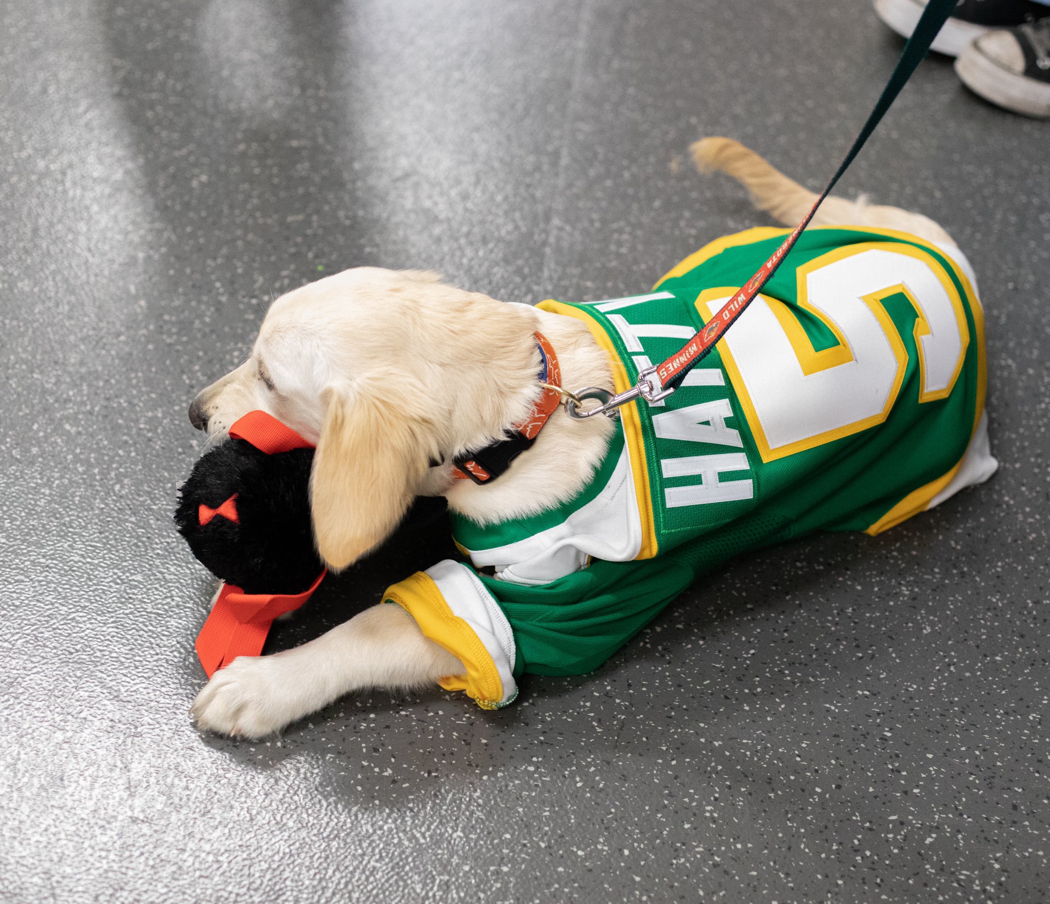 Minnesota Wild Pet Jersey