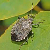 Rjgaydos's tweet photo. Stink bugs, Republicans and a Clean House https://t.co/Q7Fh9tMGXY https://t.co/gz0xqfn94L