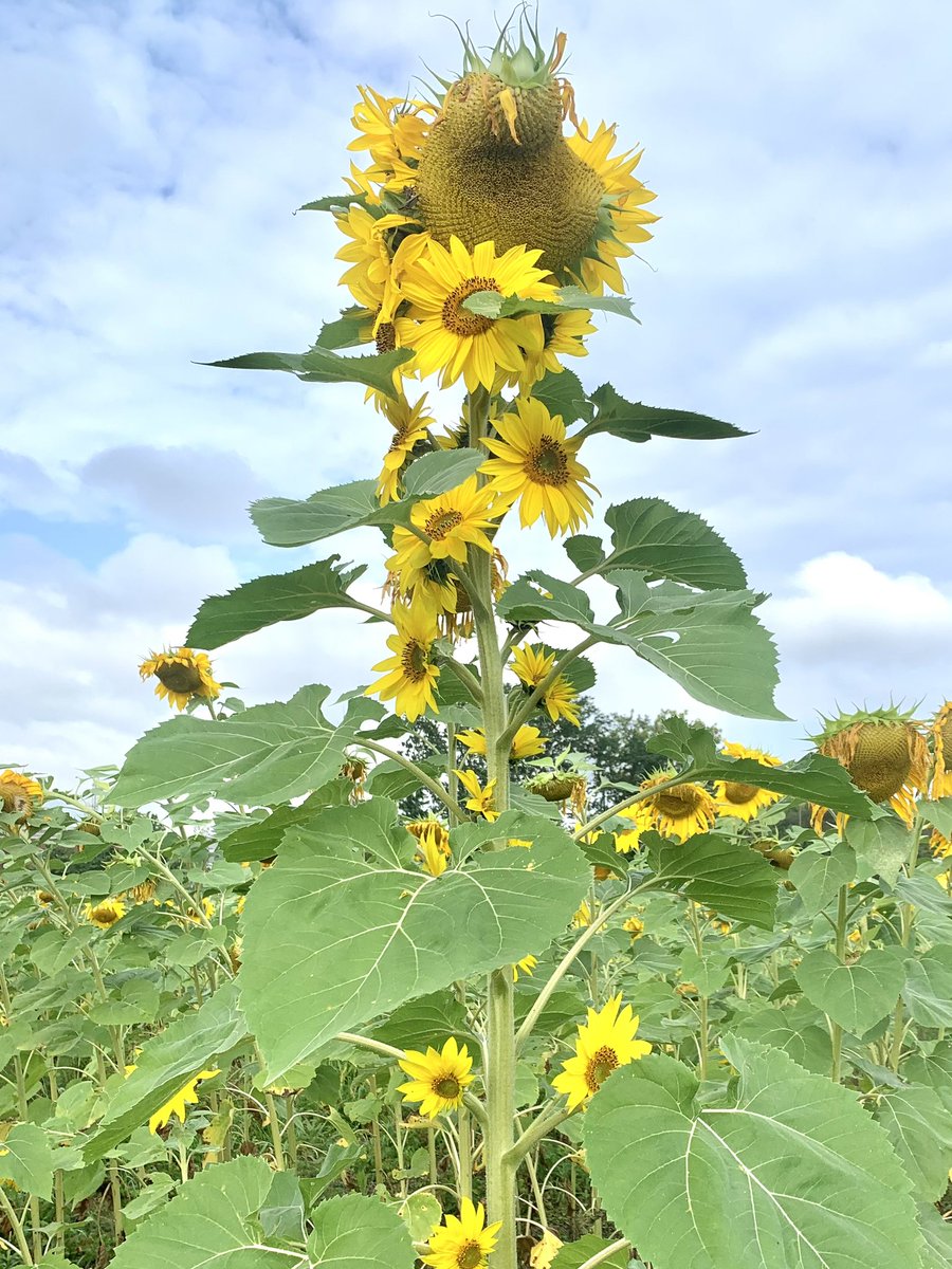 Thank you to all who visited our sunflowers near Crushers Stadium. They are beginning to wane now, always reminding us that their beauty is only with us for a short while, like many of our kids who battle brain tumors. We appreciate the support this on-off season! 🌻