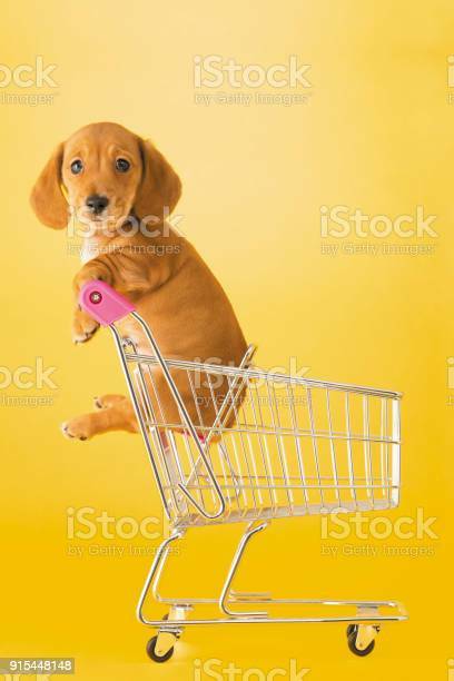 GDRescue2's tweet photo. How many dogs do their own shopping? https://t.co/2vh4ylxDBA