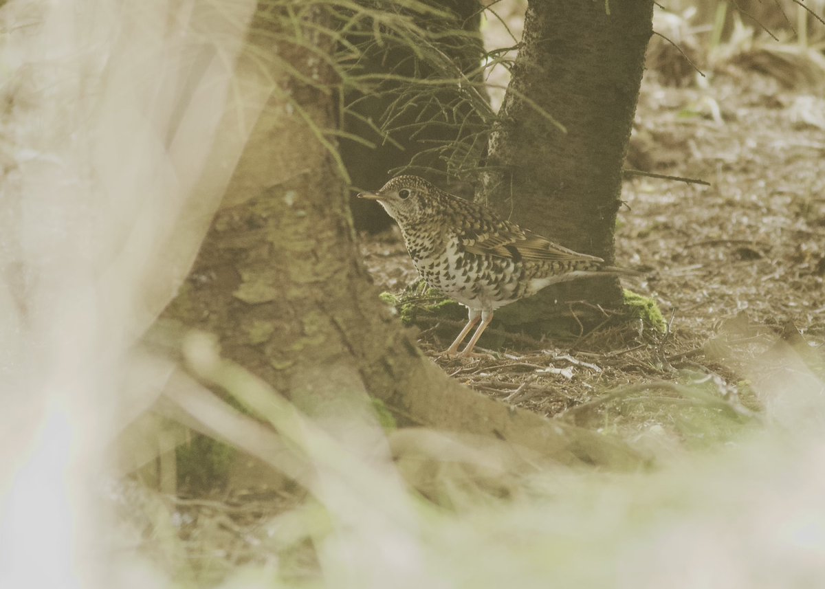With new arrivals thin on the ground, we went for the White’s Thrush at Gorie today. After several brief views we were treated to extended looks on the deck. No way my SX50 was coping with the darkness so hats off, once again, to <a href="/davidjrbratt/">David Bratt</a> and his big boy camera. Phwoooooarr