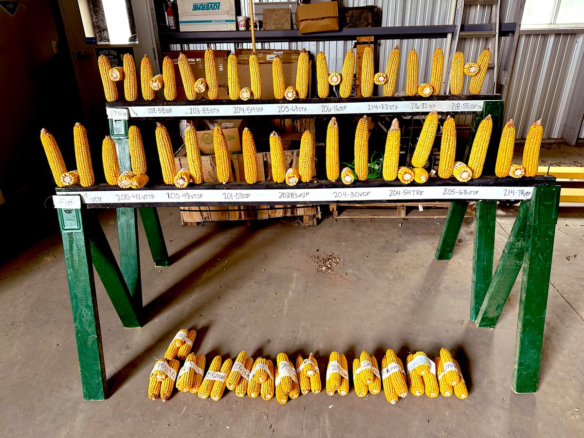 Brooks Brenn tweet media