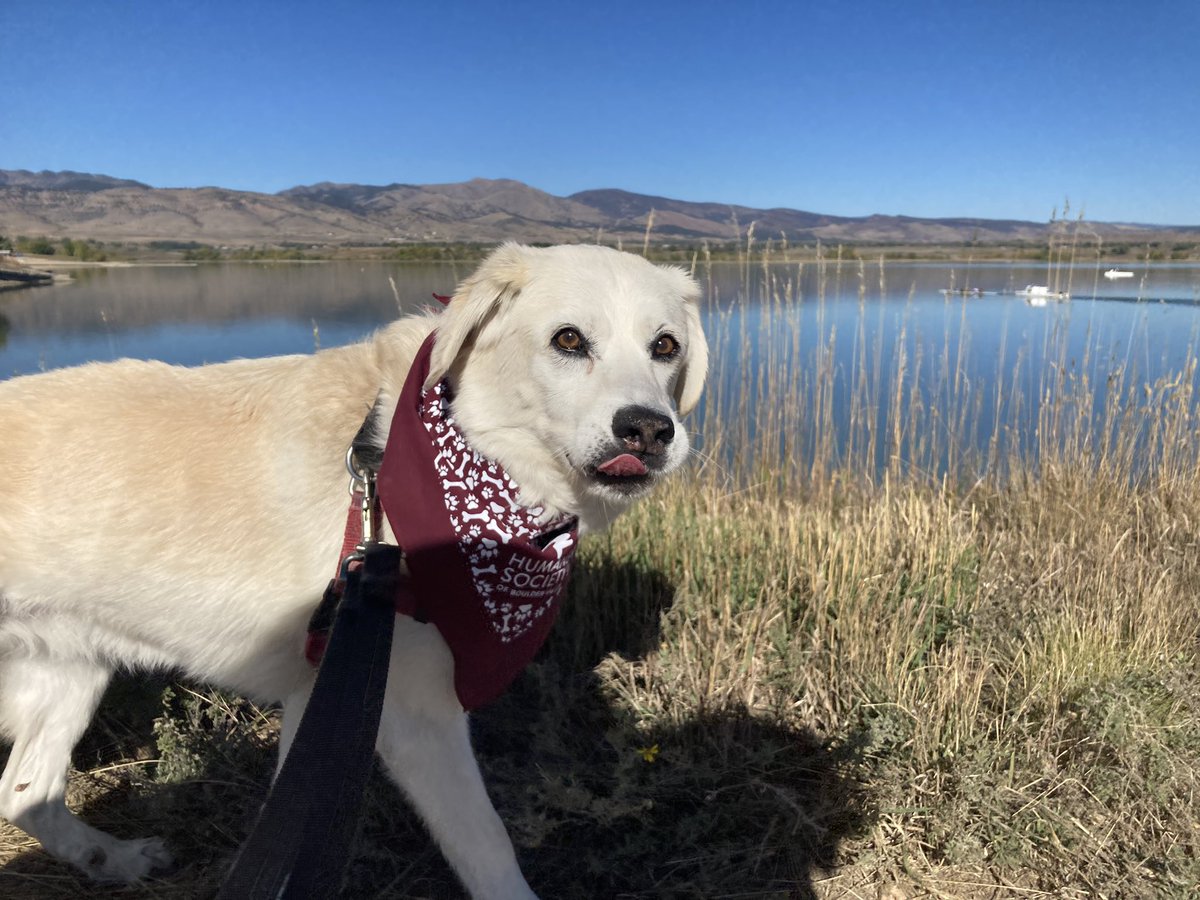 BrodyGraduate's tweet photo. Just me and my pals strutting our stuff @boulderreservoir for the @humanesocietyofbouldervalley Doggie Dash. 11 years ago I was made a @dcluckydog and I’m fur-ever grateful. Also fur-ever shedding 🐶 ⛰️ 💕 https://t.co/kJx0H9AvDI