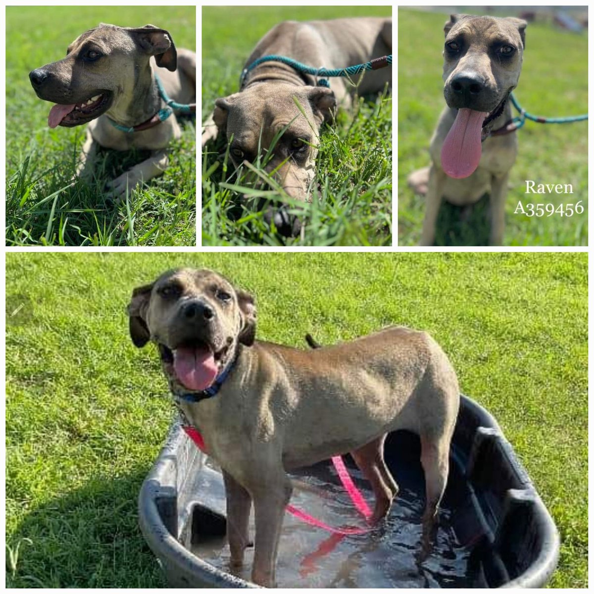 beeleevitonly's tweet photo. 🆘️get me out of here❗️❤️RAVEN❤️#A357456 
#CorpusChristiACS wasted no ⏰️ #KillList 10/12
Call #PBTMix or #PlottHoundMix, just call her❣️
13 months, girl,  HW neg, social,  playful, loves 🛁
RAVEN is perfect name for smart girl 🐶 pl RT
#AdoptDontShop #FostersSaveLives #TXDog https://t.co/OhWGNRZUPs