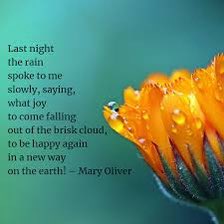 JudeMckerrecher's tweet image. It may have rained all day but the trees, leaves, flowers &amp;amp; grass were gleaming with lovely rain drops &amp;amp; I loved getting soaked, walking through muddy puddles, the💧pitter patter on my hood, then the warmth, cats &amp;amp; candles of home🫶☯️Energising &amp;amp; refreshing #Tinymomentsofjoy😻😻