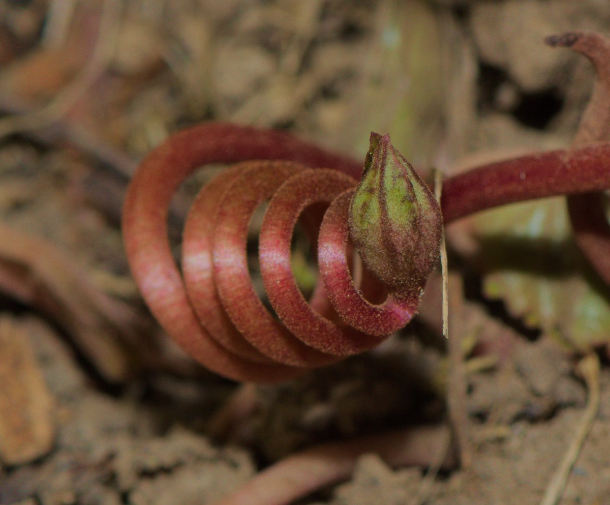 Clement GEDEON tweet media