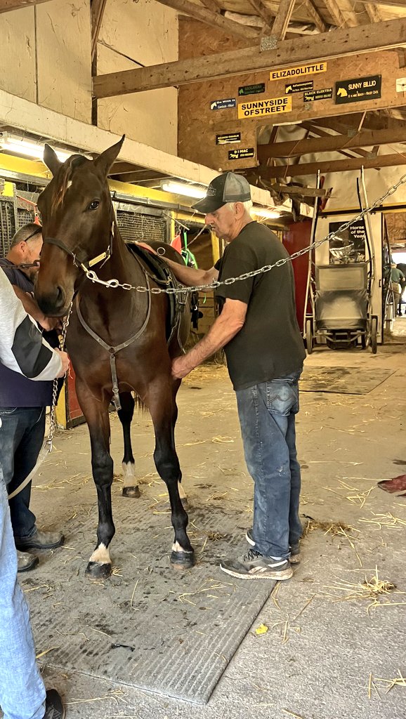 bradmccallum's tweet photo. Post yearling sale roster update for the #WBDStable
Welcome Redland SolarPower, a Sunshine Beach first foal from a Mr Apples mare.
His first day was a success with picking up his feet and going for his walk.
Shares available, message me for details. https://t.co/1xExZ3HcGU