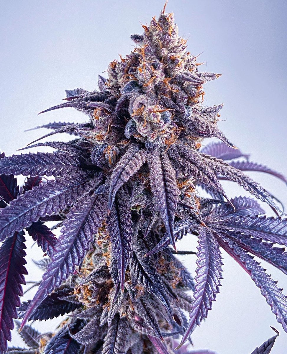 UprootCannabis's tweet photo. Bullpup 🌱🍁

She looks GORGEOUS 🤩🤩🤩 https://t.co/gFacZgU1KO