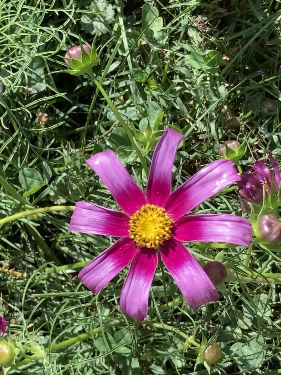 LissieWyatt's tweet image. HokieMum,Rickie and others #StrongerTogetherForDemocracy #AmericansAgainstFascistNazis #AmericansAgainstAssDumbRepublicans