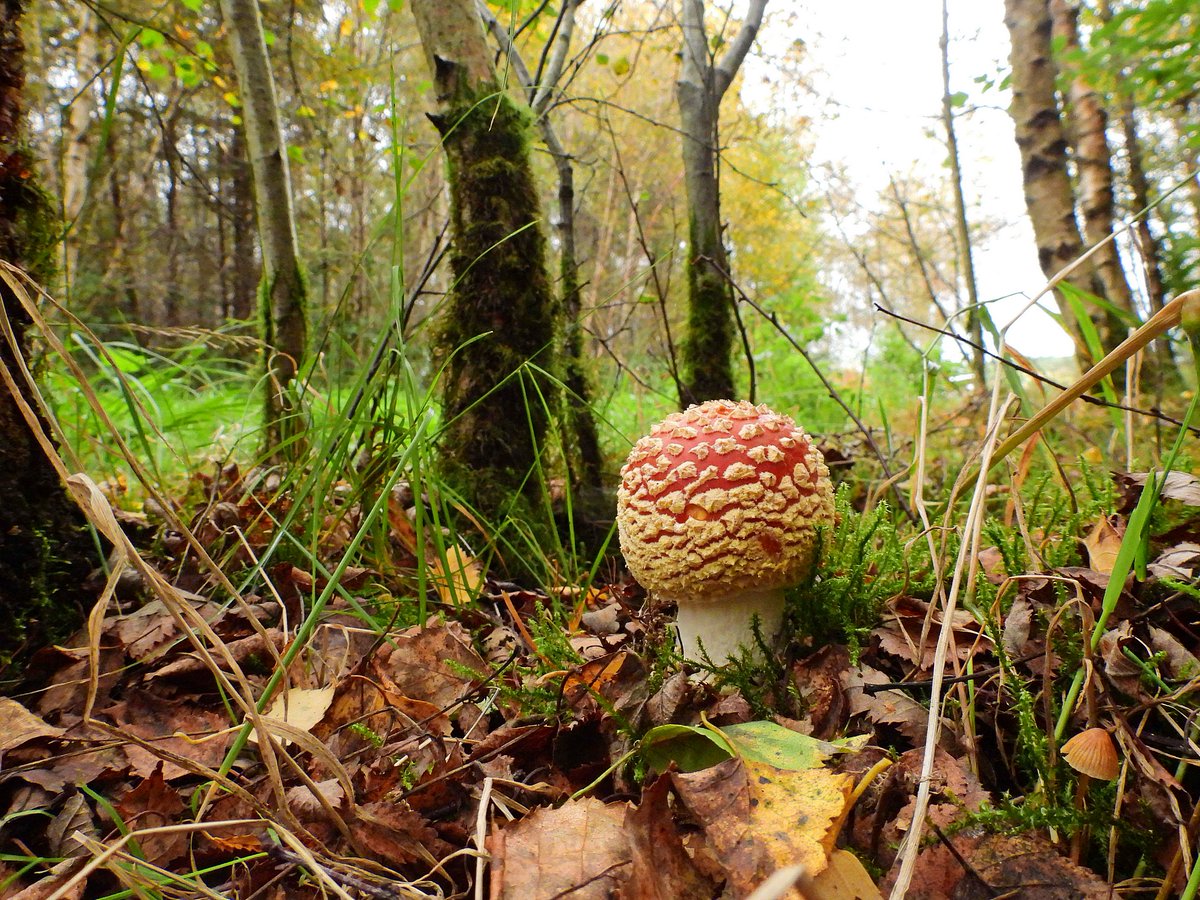 A wee selection of #Fungi shots to celebrate  #UKFungusDay. Enjoy!! #NaturePhotography #Mushrooms