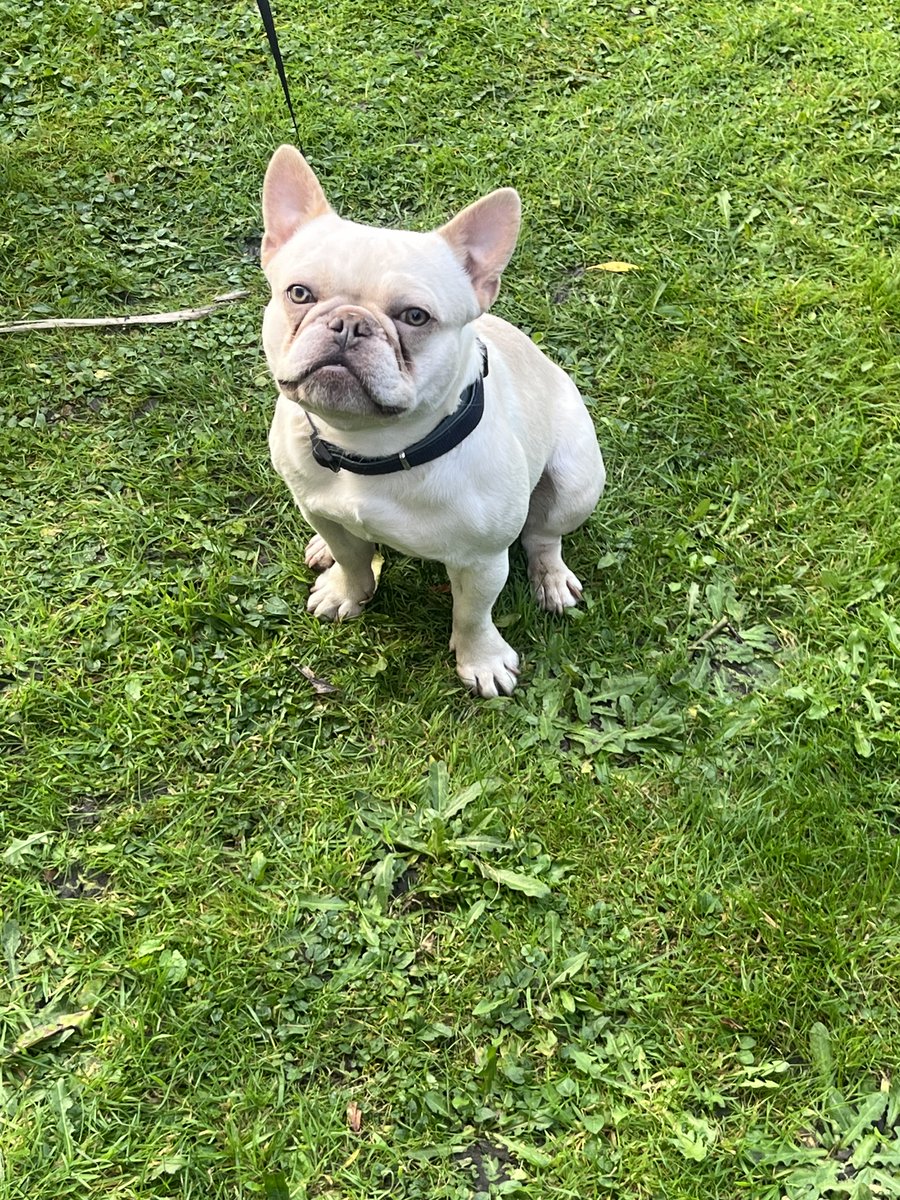 This Vauxhall Astra made off on seeing our unmarked RPU patrol . The vehicle was abandoned around the corner in Prestwich as well as this little  French bulldog.
If this dog is yours, please get in touch - enquiries are ongoing to identify driver.