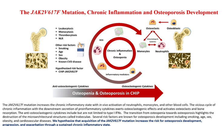 MPN_Hub's tweet photo. CONGRESS | #IACH23 | #MPNCo&D
Hans Hasselbalch @koebenhavns_uni summarizes progression of CHIP to #MPN and prevalence of JAK2V617F mutation in CVD, including association with chronic inflammation (aneurysm and early drusen development, osteoporosis, nephropathy), recurrent infection, second cancer occurrence, and chronic liver disease. Future may lie with early interferon-alpha treatment and CHIP clinics to prevent thrombosis.
@TheIACH #IACH2023 #MPNCo&D #MPN​ #MPNsm