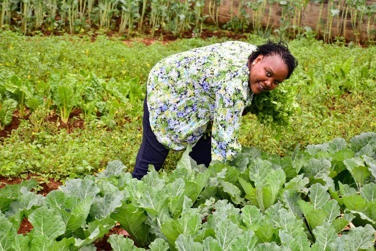 WaziriBore's tweet photo. Mvua ya Baraka ! 

Welcome to Kericho County for the Mashujaa Day celebrations on the 20th of October- You’ll enjoy fresh farm produce and world renowned Tea! https://t.co/rDus22dK9r