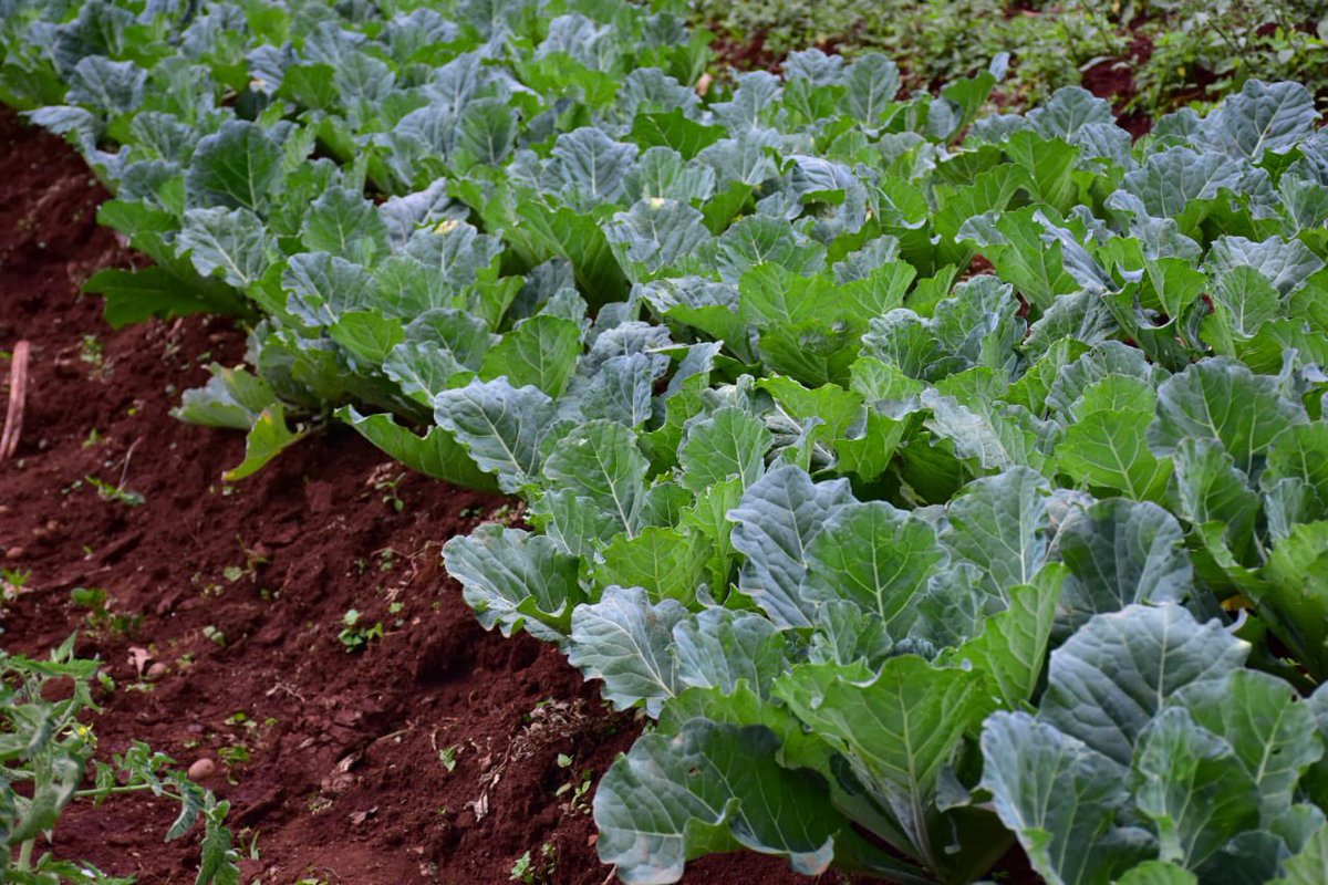 WaziriBore's tweet photo. Mvua ya Baraka ! 

Welcome to Kericho County for the Mashujaa Day celebrations on the 20th of October- You’ll enjoy fresh farm produce and world renowned Tea! https://t.co/rDus22dK9r