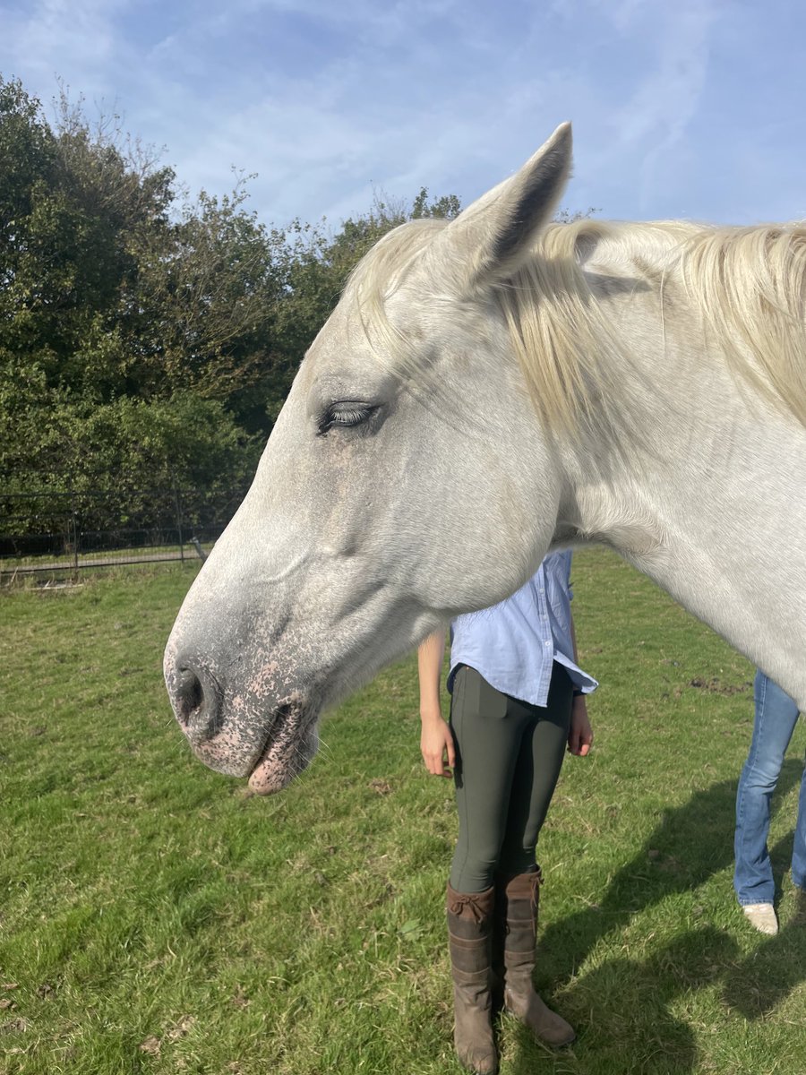 DrJonGoldin's tweet photo. #Equine Assisted Psychotherapy #OperationCentaur #RichmondPark Really great to learn about this fascinating therapeutic approach that can help to access emotions and feelings and move the therapeutic process forward… https://t.co/VcWTT40kGA