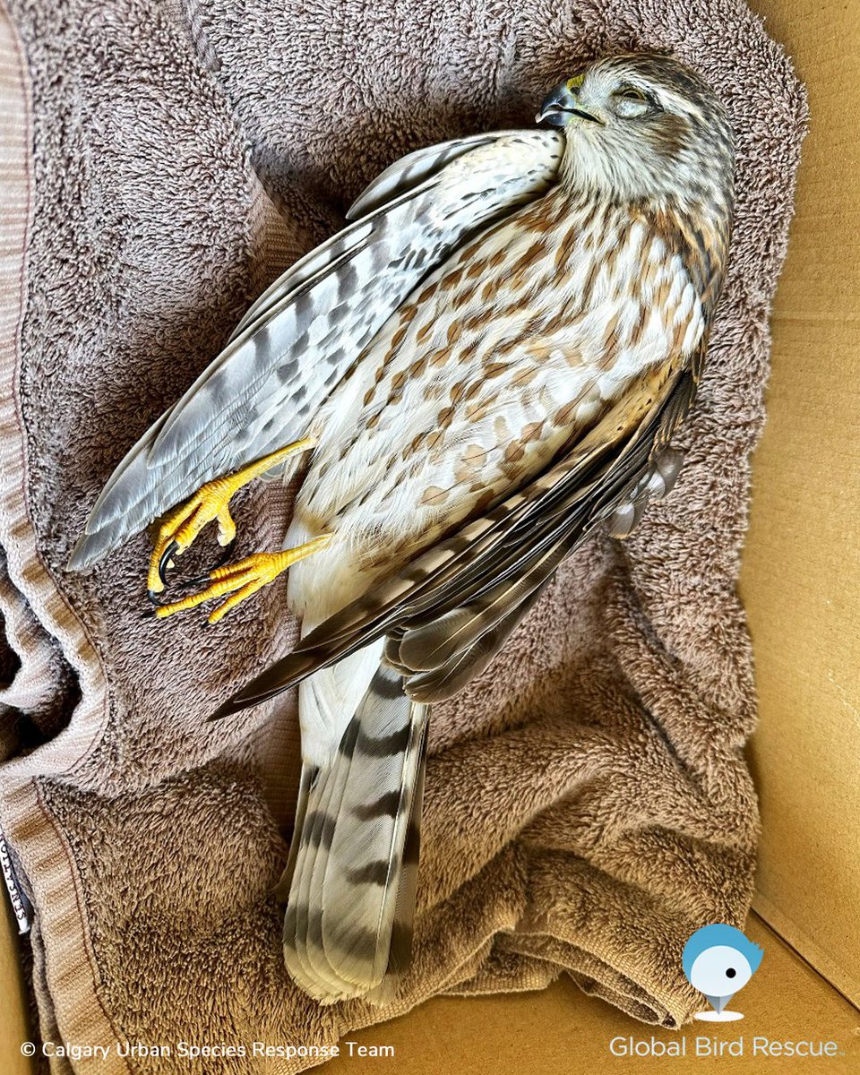 While most of the birds we find are migratory songbirds, larger birds like this Sharp-shinned Hawk, are susceptible to collisions as well. This one was reported on the GBCM by #GlobalBirdRescue team <a href="/CalgaryResponse/">Calgary Urban Species Response Team (CUSRT)</a>.