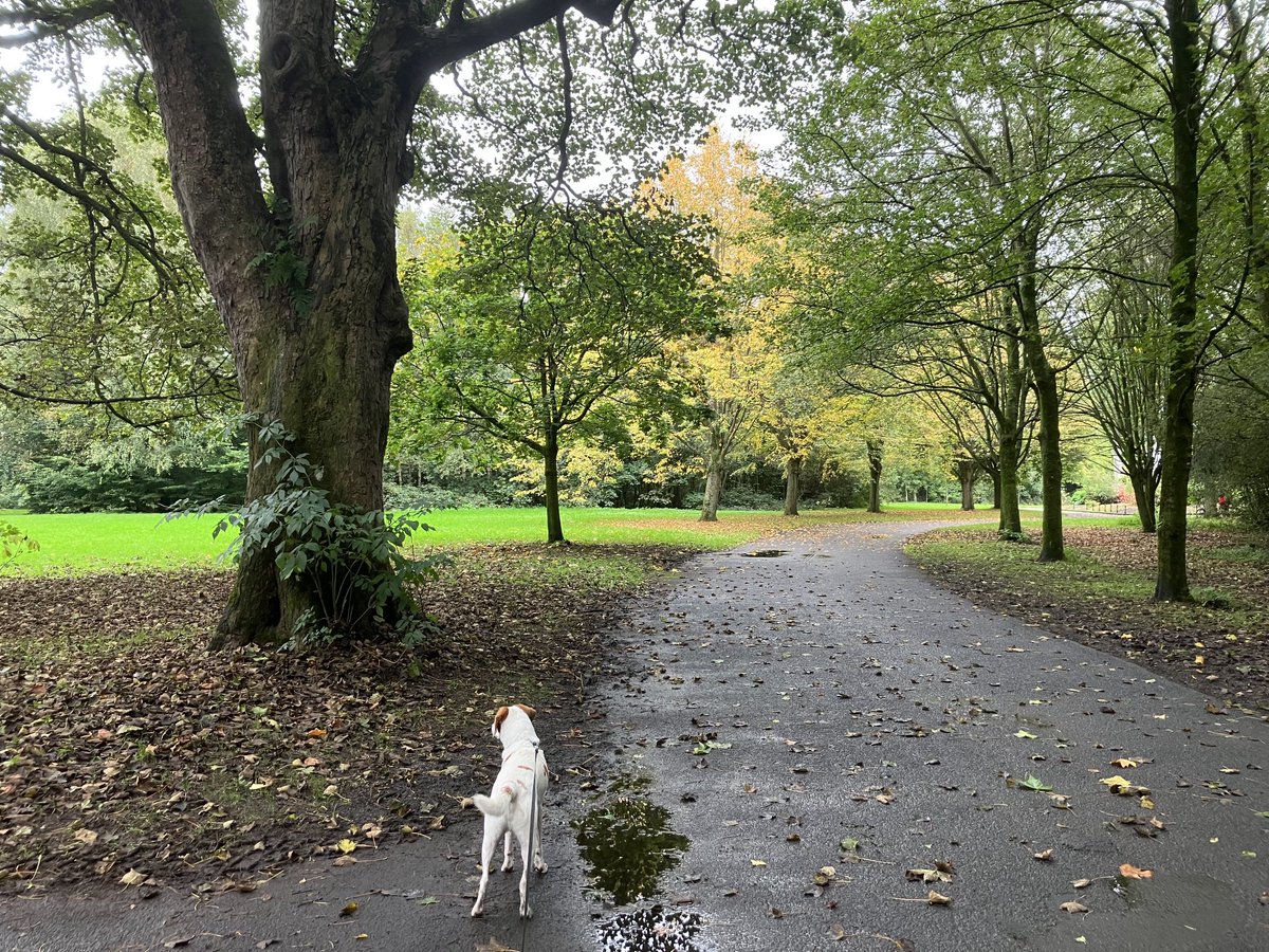 A walk in the park #ormeau my favourite time of year