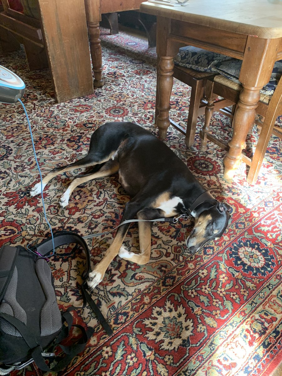 Ok,  the parents have broken me ! After our long walk mum’s on the 6.8% cider and all I get is this thin pub carpet ! Not even a porky scratching in sight !