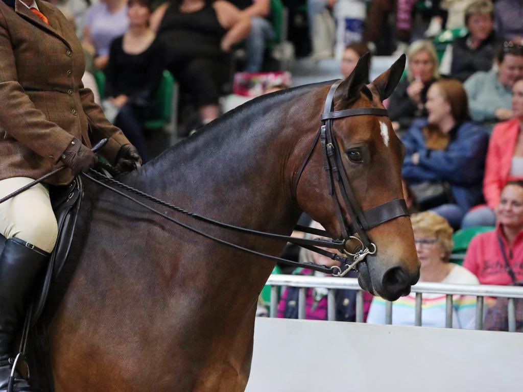 Horse Riding Head Teacher! @hoystweet it’s been a pleasure & honour!