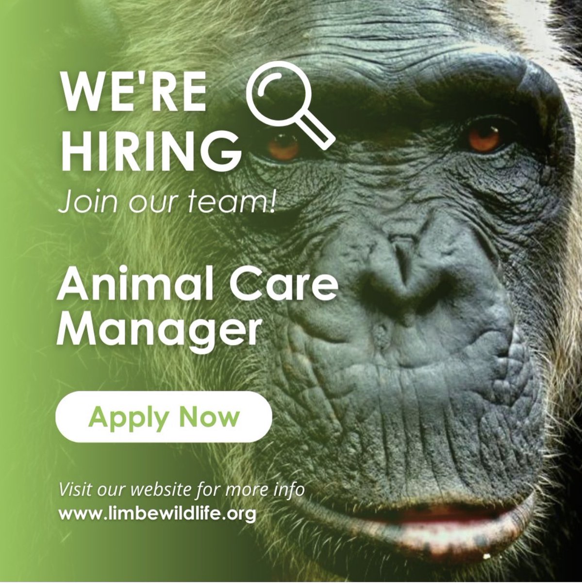 Go Ape Foundation NL tweet media