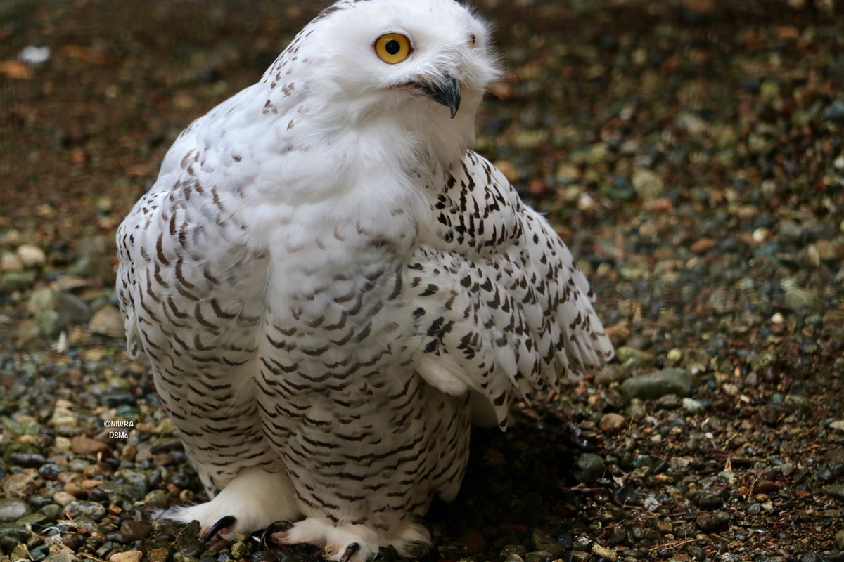 NI Wildlife Recovery tweet media