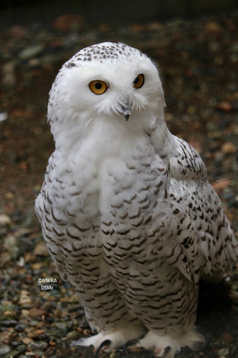 NI Wildlife Recovery tweet media