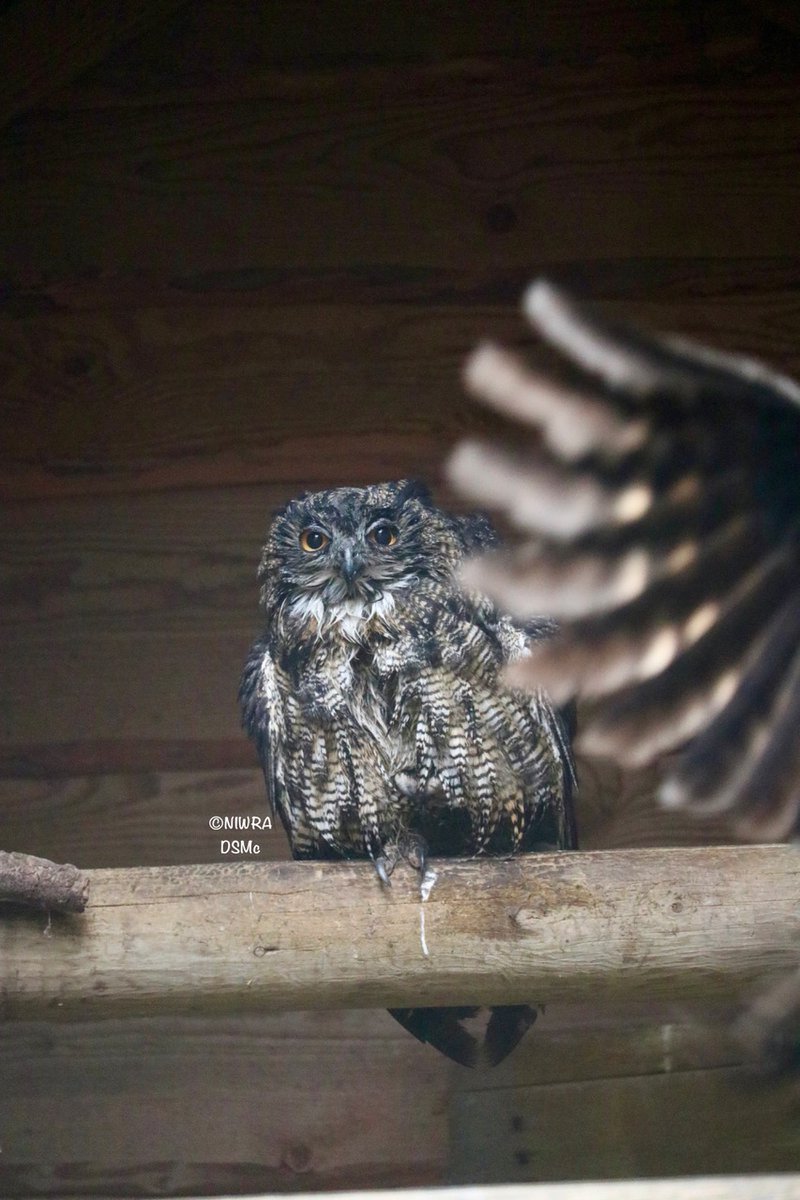 NI Wildlife Recovery tweet media