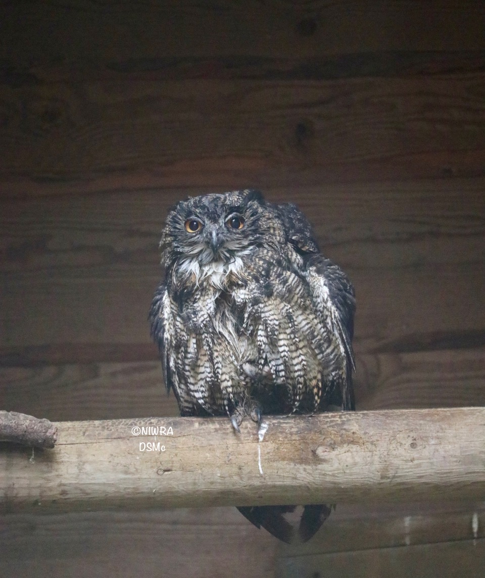 NI Wildlife Recovery tweet media